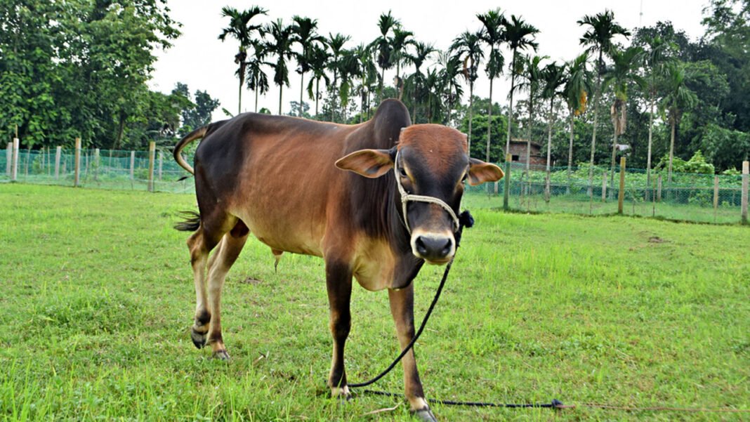 bull-grazin-gbangladesh-20250517130423